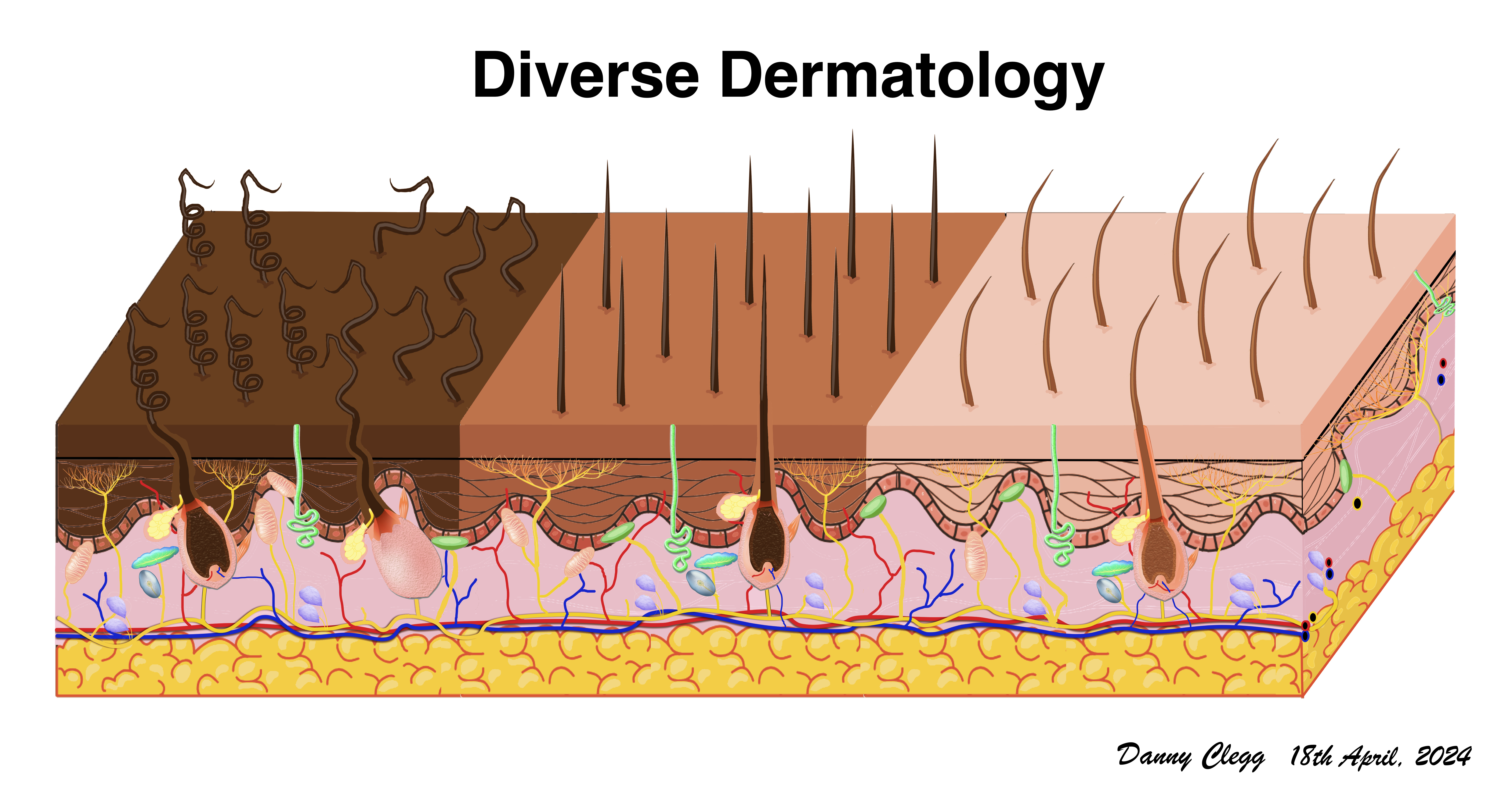 An image showing 3 different skin types aligned to show the similarities and differences in